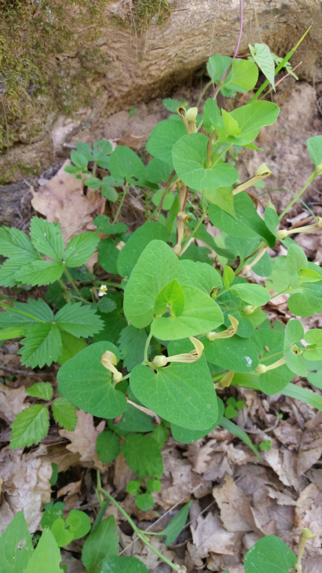Aristolochia lutea Desf. (Aristolochiaceae)